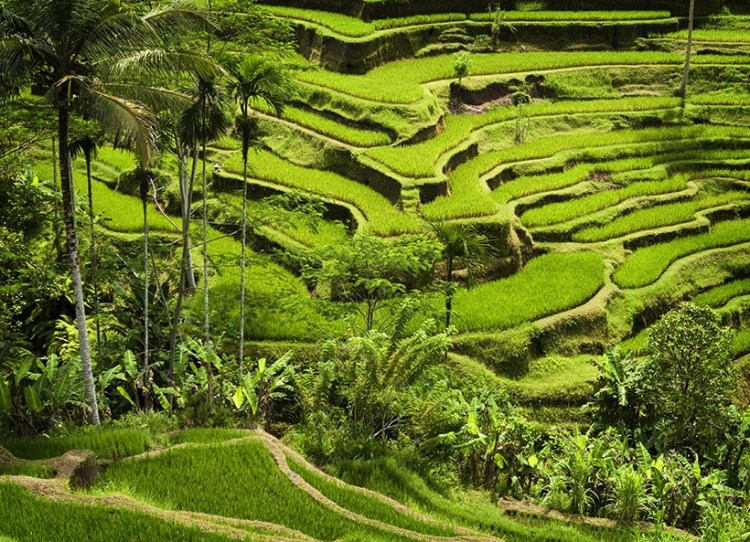 BALİ PİRİNÇ TARLALARI