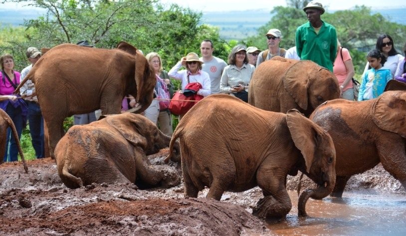 David Sheldrick Gergedanlar ve Filler Yetimhanesi, Nairobi