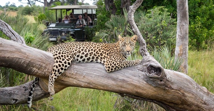 Moremi Av Hayvanları Koruma Alanı, Botswana